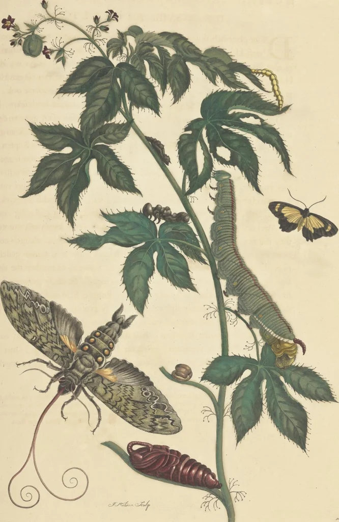 An illustration from Metamorphosis insectorum surinamensium. Ofte verandering der Surinaamsche insecten. Waar in de Surinaamsche rupsen en wormen met alle des zelfs veranderingen na het leven afgebeeld en beschreeven worden, zynde elk geplaast op die gewassen, bloemen en vruchten, daar sy op gevonden zyn; waar in ook de generatie der kikvorschen, wonderbaare padden, hagedissen, slangen, spinnen en mieren werden vertoond en beschreeven, alles in America na het leven en levensgroote geschildert en beschreeven, 1705, leaf 123
