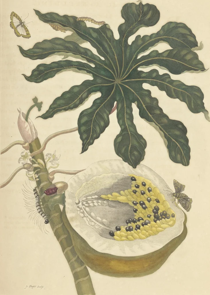 An illustration from Metamorphosis insectorum surinamensium. Ofte verandering der Surinaamsche insecten. Waar in de Surinaamsche rupsen en wormen met alle des zelfs veranderingen na het leven afgebeeld en beschreeven worden, zynde elk geplaast op die gewassen, bloemen en vruchten, daar sy op gevonden zyn; waar in ook de generatie der kikvorschen, wonderbaare padden, hagedissen, slangen, spinnen en mieren werden vertoond en beschreeven, alles in America na het leven en levensgroote geschildert en beschreeven, 1705, leaf 129