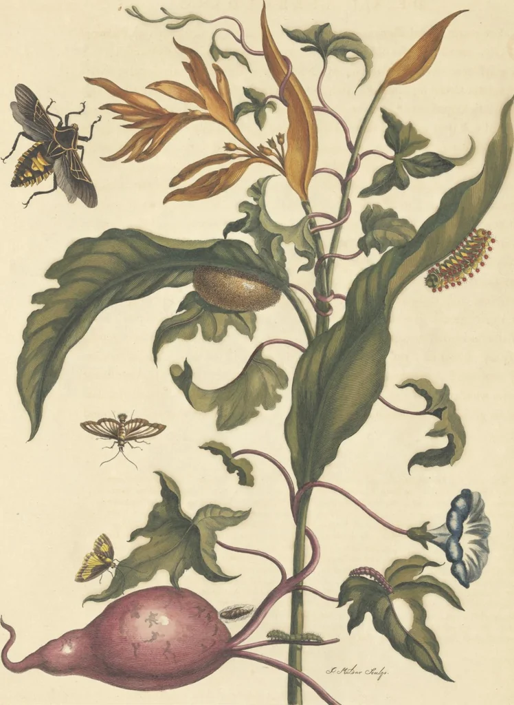 An illustration from Metamorphosis insectorum surinamensium. Ofte verandering der Surinaamsche insecten. Waar in de Surinaamsche rupsen en wormen met alle des zelfs veranderingen na het leven afgebeeld en beschreeven worden, zynde elk geplaast op die gewassen, bloemen en vruchten, daar sy op gevonden zyn; waar in ook de generatie der kikvorschen, wonderbaare padden, hagedissen, slangen, spinnen en mieren werden vertoond en beschreeven, alles in America na het leven en levensgroote geschildert en beschreeven, 1705, leaf 132