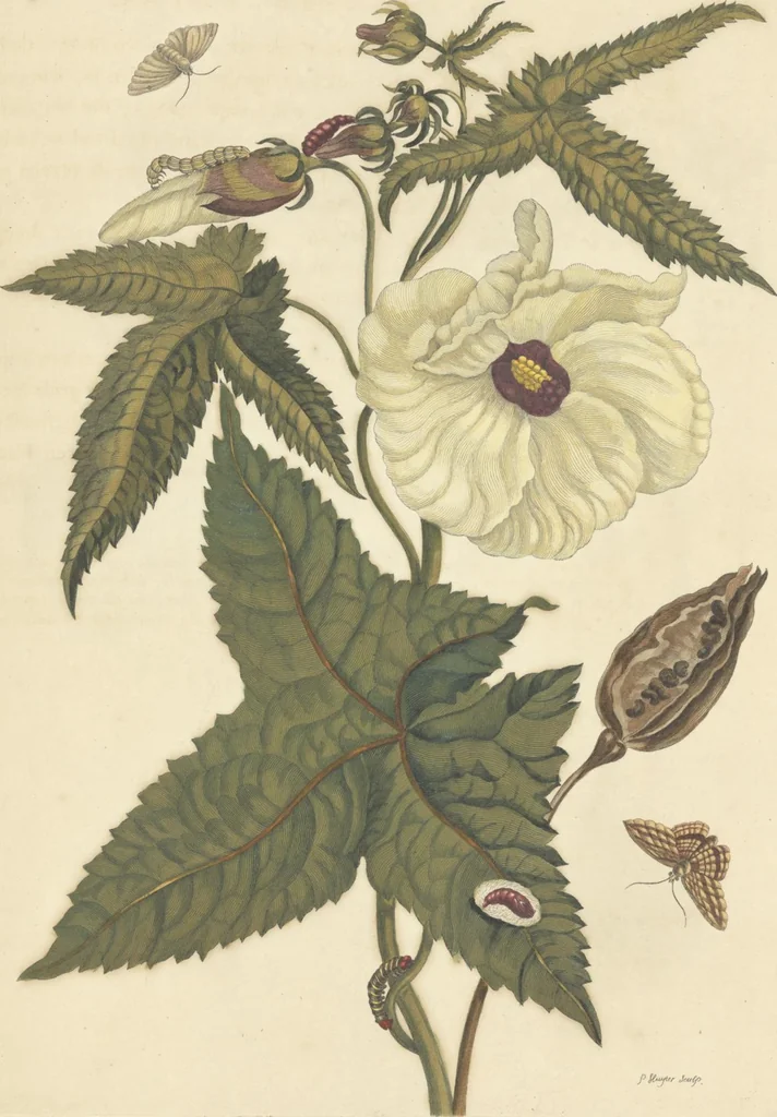 An illustration from Metamorphosis insectorum surinamensium. Ofte verandering der Surinaamsche insecten. Waar in de Surinaamsche rupsen en wormen met alle des zelfs veranderingen na het leven afgebeeld en beschreeven worden, zynde elk geplaast op die gewassen, bloemen en vruchten, daar sy op gevonden zyn; waar in ook de generatie der kikvorschen, wonderbaare padden, hagedissen, slangen, spinnen en mieren werden vertoond en beschreeven, alles in America na het leven en levensgroote geschildert en beschreeven, 1705, leaf 135