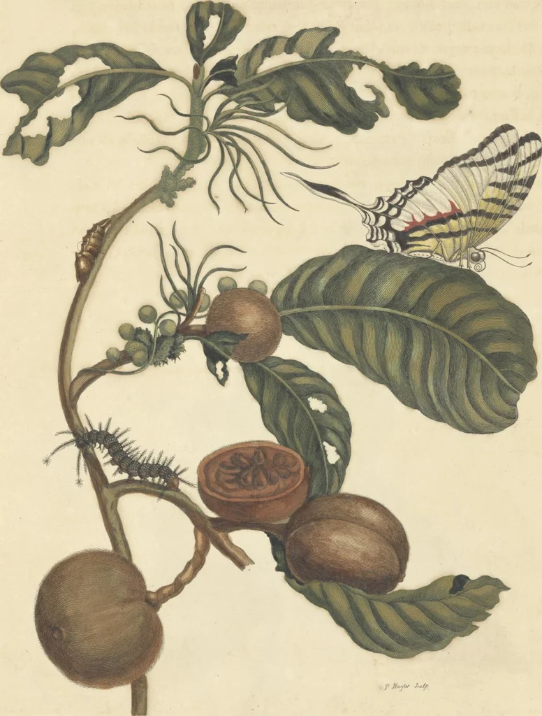 An illustration from Metamorphosis insectorum surinamensium. Ofte verandering der Surinaamsche insecten. Waar in de Surinaamsche rupsen en wormen met alle des zelfs veranderingen na het leven afgebeeld en beschreeven worden, zynde elk geplaast op die gewassen, bloemen en vruchten, daar sy op gevonden zyn; waar in ook de generatie der kikvorschen, wonderbaare padden, hagedissen, slangen, spinnen en mieren werden vertoond en beschreeven, alles in America na het leven en levensgroote geschildert en beschreeven, 1705, leaf 138