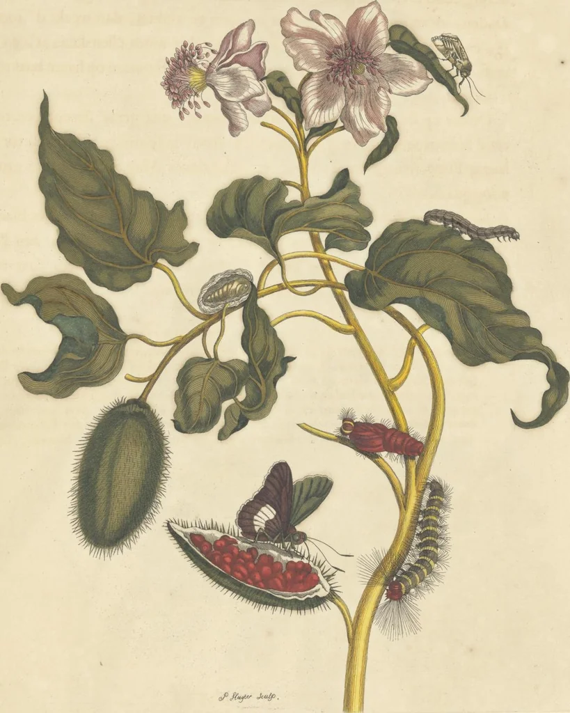 An illustration from Metamorphosis insectorum surinamensium. Ofte verandering der Surinaamsche insecten. Waar in de Surinaamsche rupsen en wormen met alle des zelfs veranderingen na het leven afgebeeld en beschreeven worden, zynde elk geplaast op die gewassen, bloemen en vruchten, daar sy op gevonden zyn; waar in ook de generatie der kikvorschen, wonderbaare padden, hagedissen, slangen, spinnen en mieren werden vertoond en beschreeven, alles in America na het leven en levensgroote geschildert en beschreeven, 1705, leaf 141