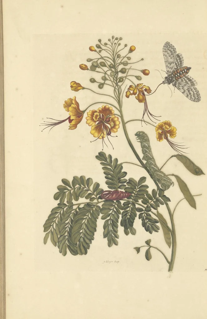 An illustration from Metamorphosis insectorum surinamensium. Ofte verandering der Surinaamsche insecten. Waar in de Surinaamsche rupsen en wormen met alle des zelfs veranderingen na het leven afgebeeld en beschreeven worden, zynde elk geplaast op die gewassen, bloemen en vruchten, daar sy op gevonden zyn; waar in ook de generatie der kikvorschen, wonderbaare padden, hagedissen, slangen, spinnen en mieren werden vertoond en beschreeven, alles in America na het leven en levensgroote geschildert en beschreeven, 1705, leaf 144