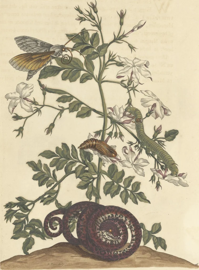 An illustration from Metamorphosis insectorum surinamensium. Ofte verandering der Surinaamsche insecten. Waar in de Surinaamsche rupsen en wormen met alle des zelfs veranderingen na het leven afgebeeld en beschreeven worden, zynde elk geplaast op die gewassen, bloemen en vruchten, daar sy op gevonden zyn; waar in ook de generatie der kikvorschen, wonderbaare padden, hagedissen, slangen, spinnen en mieren werden vertoond en beschreeven, alles in America na het leven en levensgroote geschildert en beschreeven, 1705, leaf 147