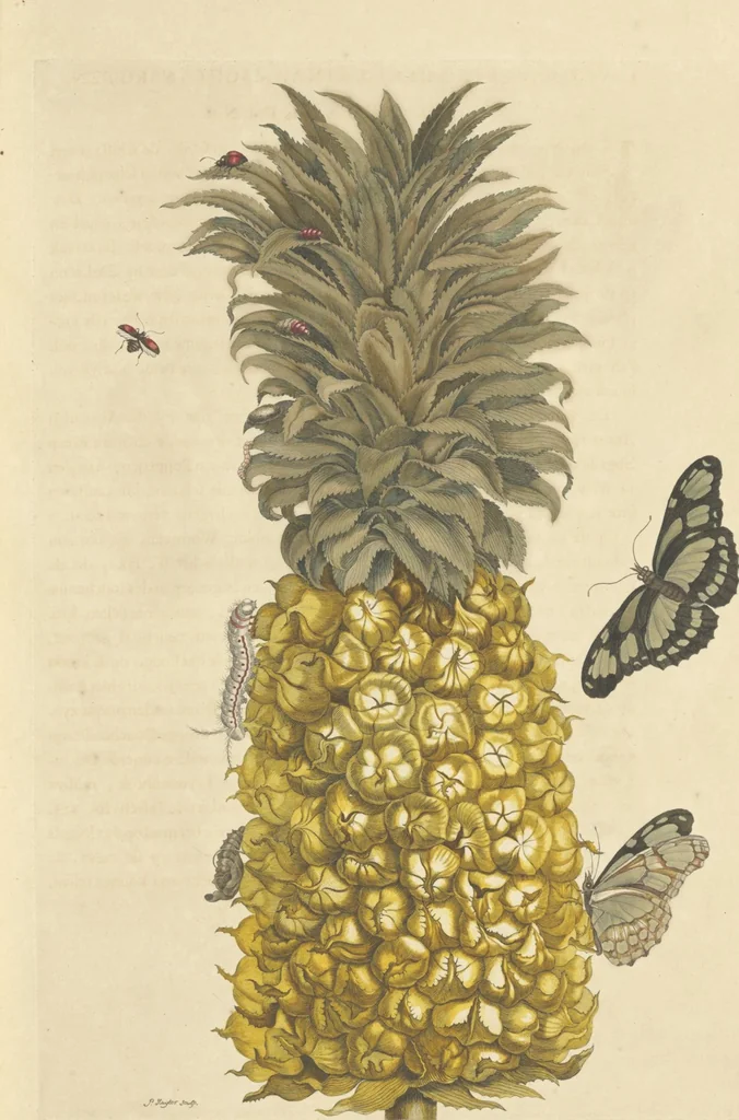 An illustration from Metamorphosis insectorum surinamensium. Ofte verandering der Surinaamsche insecten. Waar in de Surinaamsche rupsen en wormen met alle des zelfs veranderingen na het leven afgebeeld en beschreeven worden, zynde elk geplaast op die gewassen, bloemen en vruchten, daar sy op gevonden zyn; waar in ook de generatie der kikvorschen, wonderbaare padden, hagedissen, slangen, spinnen en mieren werden vertoond en beschreeven, alles in America na het leven en levensgroote geschildert en beschreeven, 1705, leaf 15