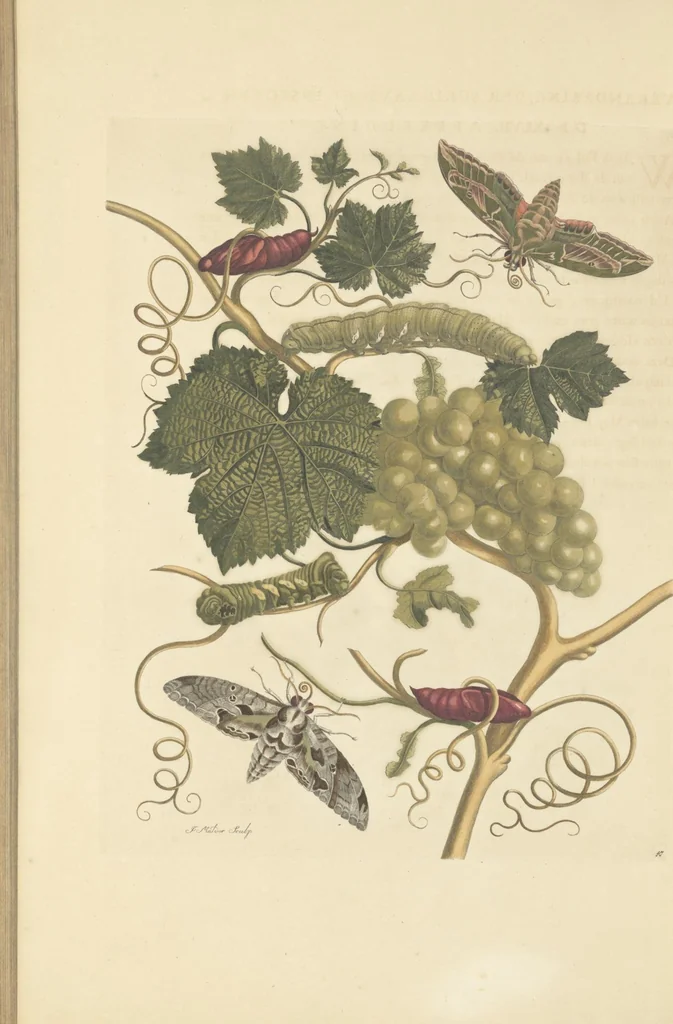 An illustration from Metamorphosis insectorum surinamensium. Ofte verandering der Surinaamsche insecten. Waar in de Surinaamsche rupsen en wormen met alle des zelfs veranderingen na het leven afgebeeld en beschreeven worden, zynde elk geplaast op die gewassen, bloemen en vruchten, daar sy op gevonden zyn; waar in ook de generatie der kikvorschen, wonderbaare padden, hagedissen, slangen, spinnen en mieren werden vertoond en beschreeven, alles in America na het leven en levensgroote geschildert en beschreeven, 1705, leaf 150