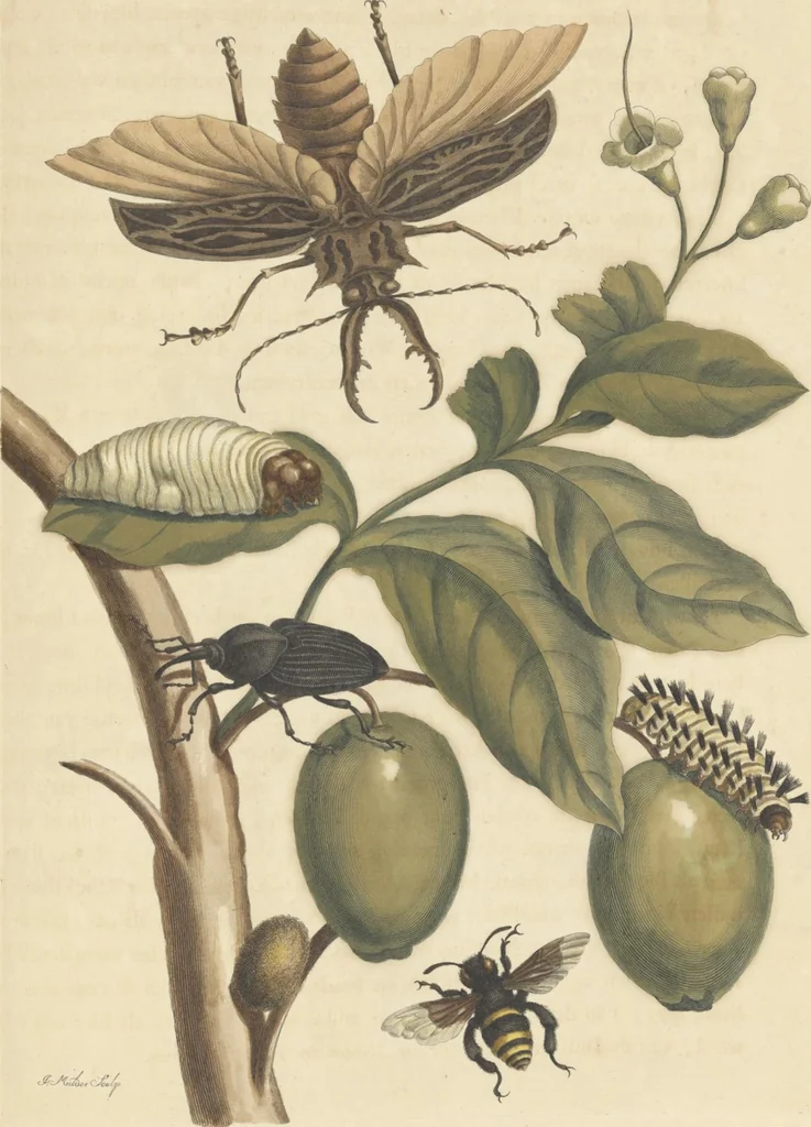 An illustration from Metamorphosis insectorum surinamensium. Ofte verandering der Surinaamsche insecten. Waar in de Surinaamsche rupsen en wormen met alle des zelfs veranderingen na het leven afgebeeld en beschreeven worden, zynde elk geplaast op die gewassen, bloemen en vruchten, daar sy op gevonden zyn; waar in ook de generatie der kikvorschen, wonderbaare padden, hagedissen, slangen, spinnen en mieren werden vertoond en beschreeven, alles in America na het leven en levensgroote geschildert en beschreeven, 1705, leaf 153