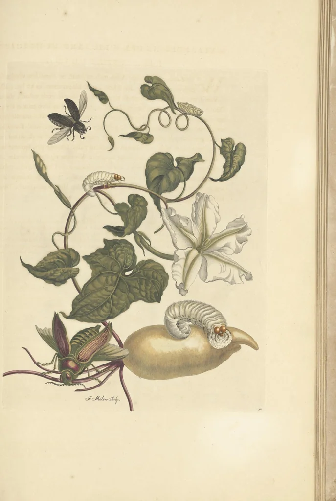 An illustration from Metamorphosis insectorum surinamensium. Ofte verandering der Surinaamsche insecten. Waar in de Surinaamsche rupsen en wormen met alle des zelfs veranderingen na het leven afgebeeld en beschreeven worden, zynde elk geplaast op die gewassen, bloemen en vruchten, daar sy op gevonden zyn; waar in ook de generatie der kikvorschen, wonderbaare padden, hagedissen, slangen, spinnen en mieren werden vertoond en beschreeven, alles in America na het leven en levensgroote geschildert en beschreeven, 1705, leaf 159
