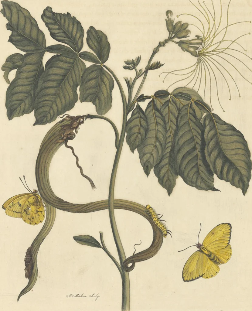 An illustration from Metamorphosis insectorum surinamensium. Ofte verandering der Surinaamsche insecten. Waar in de Surinaamsche rupsen en wormen met alle des zelfs veranderingen na het leven afgebeeld en beschreeven worden, zynde elk geplaast op die gewassen, bloemen en vruchten, daar sy op gevonden zyn; waar in ook de generatie der kikvorschen, wonderbaare padden, hagedissen, slangen, spinnen en mieren werden vertoond en beschreeven, alles in America na het leven en levensgroote geschildert en beschreeven, 1705, leaf 162
