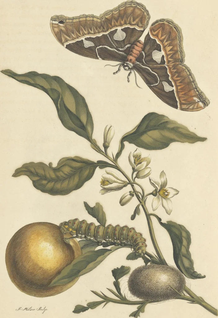 An illustration from Metamorphosis insectorum surinamensium. Ofte verandering der Surinaamsche insecten. Waar in de Surinaamsche rupsen en wormen met alle des zelfs veranderingen na het leven afgebeeld en beschreeven worden, zynde elk geplaast op die gewassen, bloemen en vruchten, daar sy op gevonden zyn; waar in ook de generatie der kikvorschen, wonderbaare padden, hagedissen, slangen, spinnen en mieren werden vertoond en beschreeven, alles in America na het leven en levensgroote geschildert en beschreeven, 1705, leaf 165