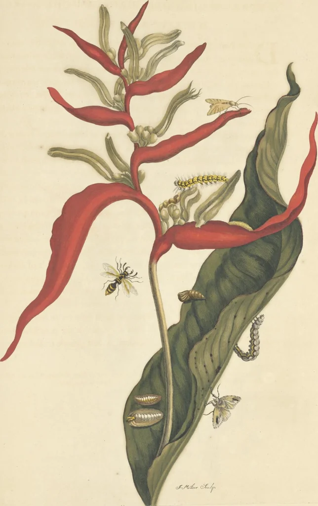 An illustration from Metamorphosis insectorum surinamensium. Ofte verandering der Surinaamsche insecten. Waar in de Surinaamsche rupsen en wormen met alle des zelfs veranderingen na het leven afgebeeld en beschreeven worden, zynde elk geplaast op die gewassen, bloemen en vruchten, daar sy op gevonden zyn; waar in ook de generatie der kikvorschen, wonderbaare padden, hagedissen, slangen, spinnen en mieren werden vertoond en beschreeven, alles in America na het leven en levensgroote geschildert en beschreeven, 1705, leaf 171