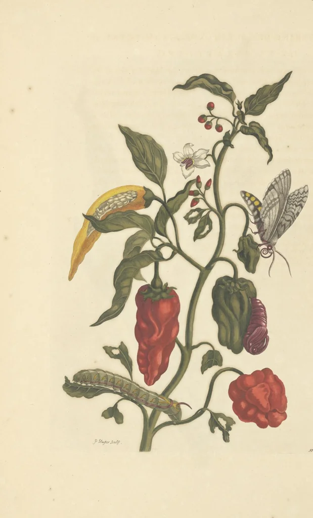 An illustration from Metamorphosis insectorum surinamensium. Ofte verandering der Surinaamsche insecten. Waar in de Surinaamsche rupsen en wormen met alle des zelfs veranderingen na het leven afgebeeld en beschreeven worden, zynde elk geplaast op die gewassen, bloemen en vruchten, daar sy op gevonden zyn; waar in ook de generatie der kikvorschen, wonderbaare padden, hagedissen, slangen, spinnen en mieren werden vertoond en beschreeven, alles in America na het leven en levensgroote geschildert en beschreeven, 1705, leaf 174