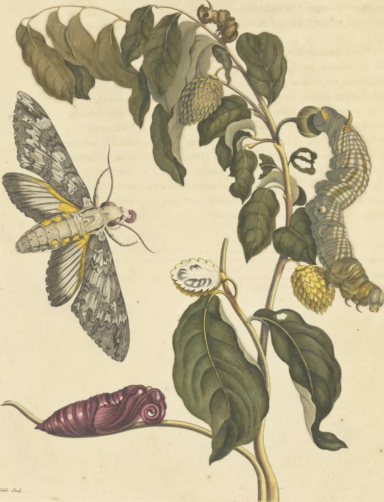 An illustration from Metamorphosis insectorum surinamensium. Ofte verandering der Surinaamsche insecten. Waar in de Surinaamsche rupsen en wormen met alle des zelfs veranderingen na het leven afgebeeld en beschreeven worden, zynde elk geplaast op die gewassen, bloemen en vruchten, daar sy op gevonden zyn; waar in ook de generatie der kikvorschen, wonderbaare padden, hagedissen, slangen, spinnen en mieren werden vertoond en beschreeven, alles in America na het leven en levensgroote geschildert en beschreeven, 1705, leaf 18