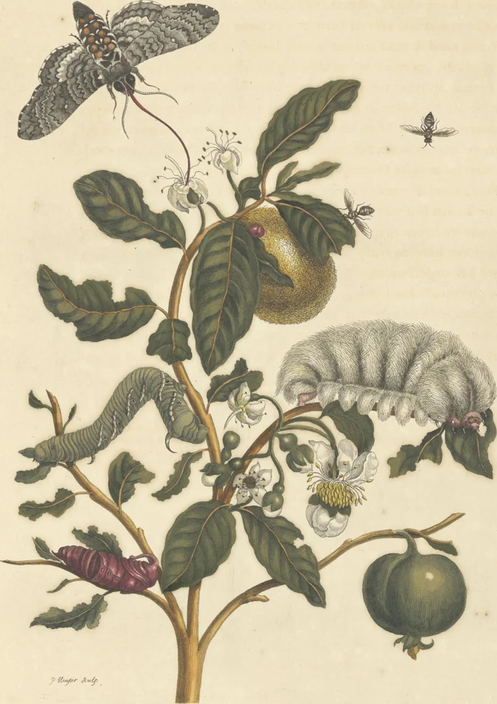An illustration from Metamorphosis insectorum surinamensium. Ofte verandering der Surinaamsche insecten. Waar in de Surinaamsche rupsen en wormen met alle des zelfs veranderingen na het leven afgebeeld en beschreeven worden, zynde elk geplaast op die gewassen, bloemen en vruchten, daar sy op gevonden zyn; waar in ook de generatie der kikvorschen, wonderbaare padden, hagedissen, slangen, spinnen en mieren werden vertoond en beschreeven, alles in America na het leven en levensgroote geschildert en beschreeven, 1705, leaf 180