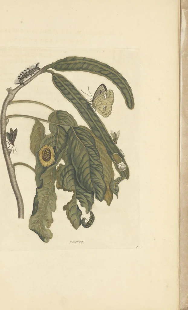 An illustration from Metamorphosis insectorum surinamensium. Ofte verandering der Surinaamsche insecten. Waar in de Surinaamsche rupsen en wormen met alle des zelfs veranderingen na het leven afgebeeld en beschreeven worden, zynde elk geplaast op die gewassen, bloemen en vruchten, daar sy op gevonden zyn; waar in ook de generatie der kikvorschen, wonderbaare padden, hagedissen, slangen, spinnen en mieren werden vertoond en beschreeven, alles in America na het leven en levensgroote geschildert en beschreeven, 1705, leaf 183