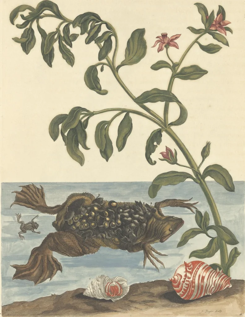 An illustration from Metamorphosis insectorum surinamensium. Ofte verandering der Surinaamsche insecten. Waar in de Surinaamsche rupsen en wormen met alle des zelfs veranderingen na het leven afgebeeld en beschreeven worden, zynde elk geplaast op die gewassen, bloemen en vruchten, daar sy op gevonden zyn; waar in ook de generatie der kikvorschen, wonderbaare padden, hagedissen, slangen, spinnen en mieren werden vertoond en beschreeven, alles in America na het leven en levensgroote geschildert en beschreeven, 1705, leaf 186