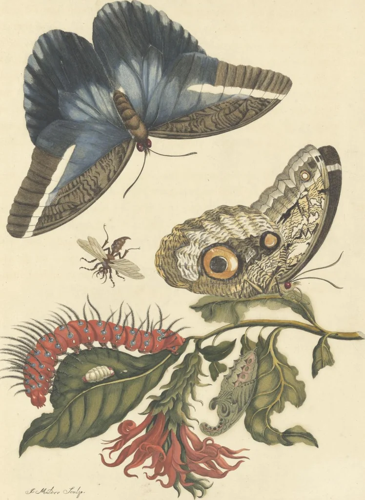 An illustration from Metamorphosis insectorum surinamensium. Ofte verandering der Surinaamsche insecten. Waar in de Surinaamsche rupsen en wormen met alle des zelfs veranderingen na het leven afgebeeld en beschreeven worden, zynde elk geplaast op die gewassen, bloemen en vruchten, daar sy op gevonden zyn; waar in ook de generatie der kikvorschen, wonderbaare padden, hagedissen, slangen, spinnen en mieren werden vertoond en beschreeven, alles in America na het leven en levensgroote geschildert en beschreeven, 1705, leaf 189