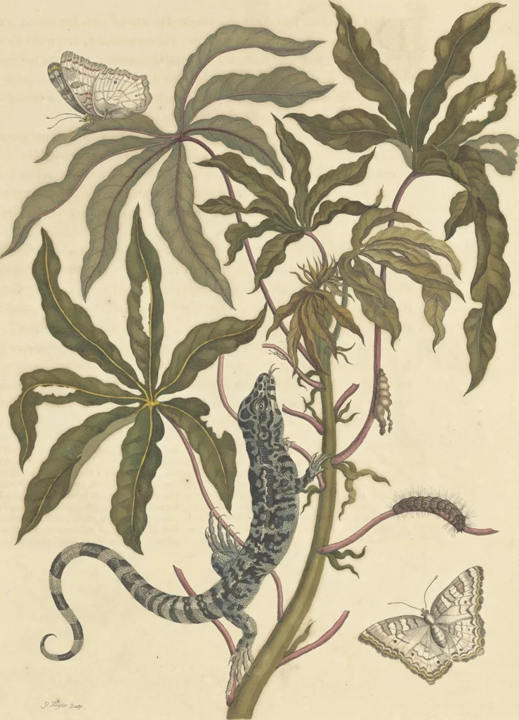 An illustration from Metamorphosis insectorum surinamensium. Ofte verandering der Surinaamsche insecten. Waar in de Surinaamsche rupsen en wormen met alle des zelfs veranderingen na het leven afgebeeld en beschreeven worden, zynde elk geplaast op die gewassen, bloemen en vruchten, daar sy op gevonden zyn; waar in ook de generatie der kikvorschen, wonderbaare padden, hagedissen, slangen, spinnen en mieren werden vertoond en beschreeven, alles in America na het leven en levensgroote geschildert en beschreeven, 1705, leaf 21