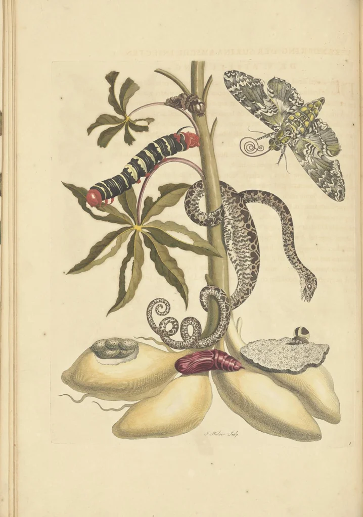 An illustration from Metamorphosis insectorum surinamensium. Ofte verandering der Surinaamsche insecten. Waar in de Surinaamsche rupsen en wormen met alle des zelfs veranderingen na het leven afgebeeld en beschreeven worden, zynde elk geplaast op die gewassen, bloemen en vruchten, daar sy op gevonden zyn; waar in ook de generatie der kikvorschen, wonderbaare padden, hagedissen, slangen, spinnen en mieren werden vertoond en beschreeven, alles in America na het leven en levensgroote geschildert en beschreeven, 1705, leaf 24