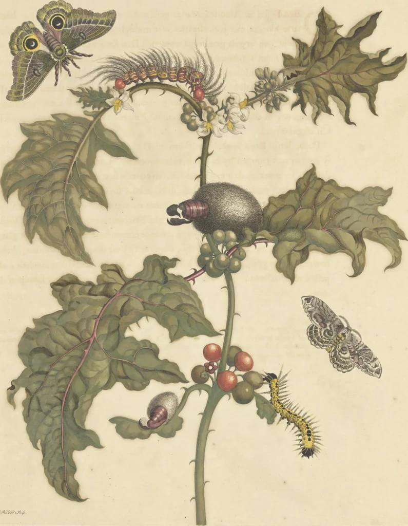An illustration from Metamorphosis insectorum surinamensium. Ofte verandering der Surinaamsche insecten. Waar in de Surinaamsche rupsen en wormen met alle des zelfs veranderingen na het leven afgebeeld en beschreeven worden, zynde elk geplaast op die gewassen, bloemen en vruchten, daar sy op gevonden zyn; waar in ook de generatie der kikvorschen, wonderbaare padden, hagedissen, slangen, spinnen en mieren werden vertoond en beschreeven, alles in America na het leven en levensgroote geschildert en beschreeven, 1705, leaf 27