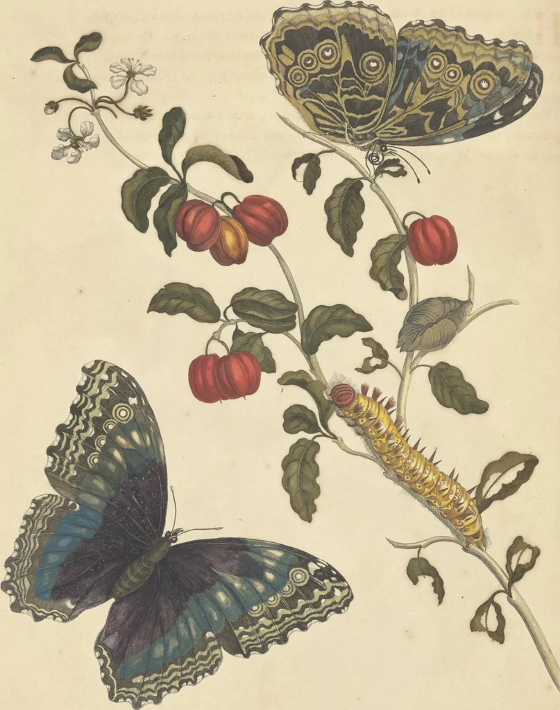 An illustration from Metamorphosis insectorum surinamensium. Ofte verandering der Surinaamsche insecten. Waar in de Surinaamsche rupsen en wormen met alle des zelfs veranderingen na het leven afgebeeld en beschreeven worden, zynde elk geplaast op die gewassen, bloemen en vruchten, daar sy op gevonden zyn; waar in ook de generatie der kikvorschen, wonderbaare padden, hagedissen, slangen, spinnen en mieren werden vertoond en beschreeven, alles in America na het leven en levensgroote geschildert en beschreeven, 1705, leaf 30