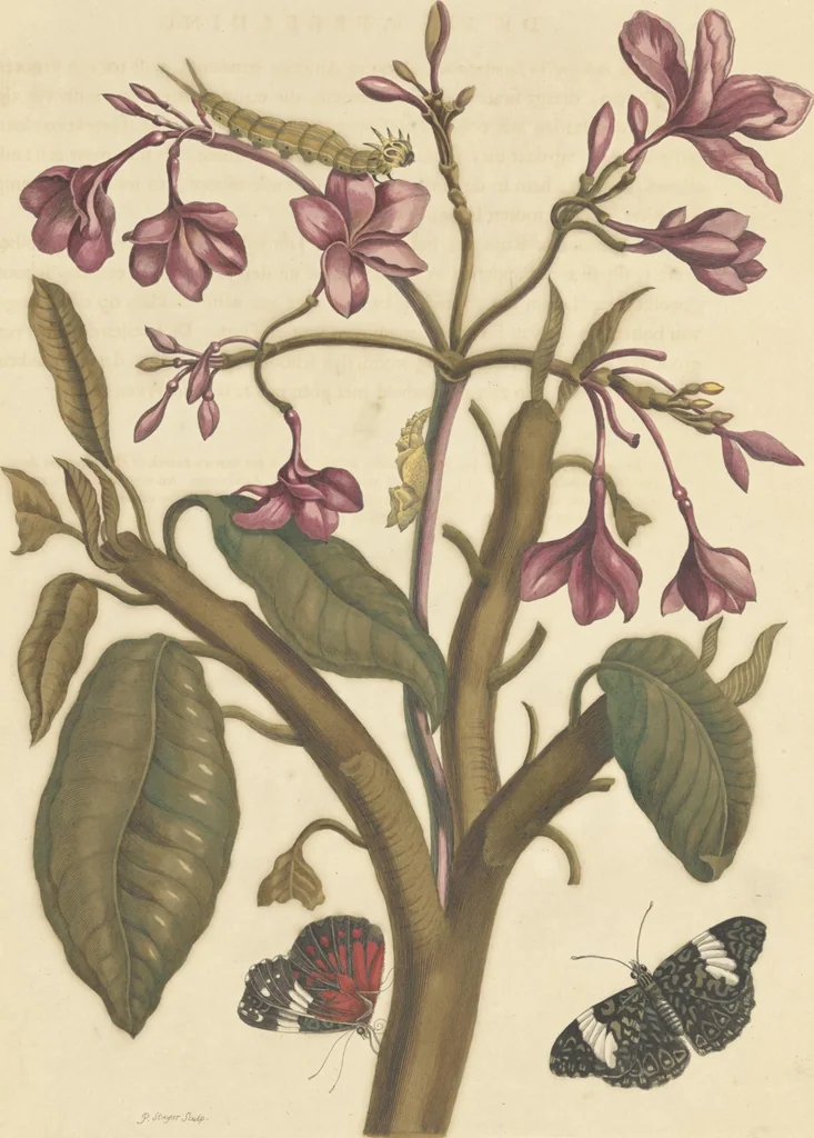 An illustration from Metamorphosis insectorum surinamensium. Ofte verandering der Surinaamsche insecten. Waar in de Surinaamsche rupsen en wormen met alle des zelfs veranderingen na het leven afgebeeld en beschreeven worden, zynde elk geplaast op die gewassen, bloemen en vruchten, daar sy op gevonden zyn; waar in ook de generatie der kikvorschen, wonderbaare padden, hagedissen, slangen, spinnen en mieren werden vertoond en beschreeven, alles in America na het leven en levensgroote geschildert en beschreeven, 1705, leaf 33