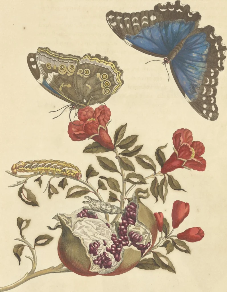 An illustration from Metamorphosis insectorum surinamensium. Ofte verandering der Surinaamsche insecten. Waar in de Surinaamsche rupsen en wormen met alle des zelfs veranderingen na het leven afgebeeld en beschreeven worden, zynde elk geplaast op die gewassen, bloemen en vruchten, daar sy op gevonden zyn; waar in ook de generatie der kikvorschen, wonderbaare padden, hagedissen, slangen, spinnen en mieren werden vertoond en beschreeven, alles in America na het leven en levensgroote geschildert en beschreeven, 1705, leaf 36