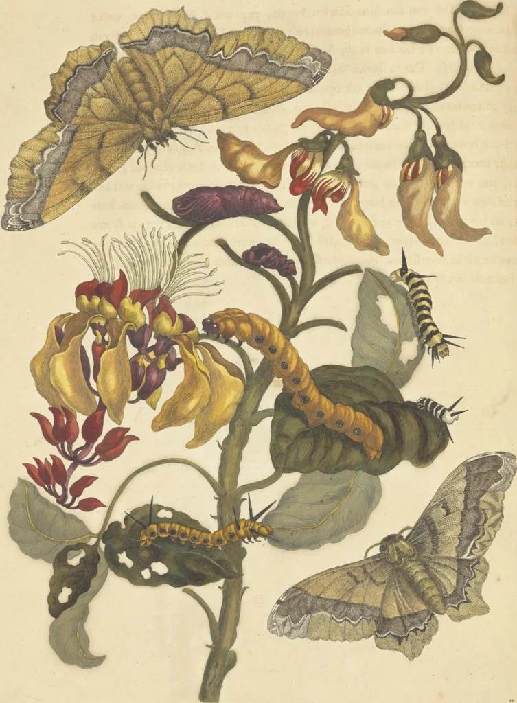 An illustration from Metamorphosis insectorum surinamensium. Ofte verandering der Surinaamsche insecten. Waar in de Surinaamsche rupsen en wormen met alle des zelfs veranderingen na het leven afgebeeld en beschreeven worden, zynde elk geplaast op die gewassen, bloemen en vruchten, daar sy op gevonden zyn; waar in ook de generatie der kikvorschen, wonderbaare padden, hagedissen, slangen, spinnen en mieren werden vertoond en beschreeven, alles in America na het leven en levensgroote geschildert en beschreeven, 1705, leaf 42