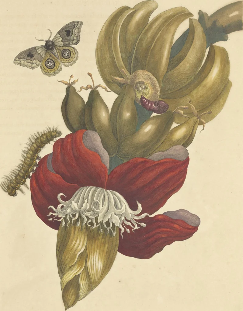 An illustration from Metamorphosis insectorum surinamensium. Ofte verandering der Surinaamsche insecten. Waar in de Surinaamsche rupsen en wormen met alle des zelfs veranderingen na het leven afgebeeld en beschreeven worden, zynde elk geplaast op die gewassen, bloemen en vruchten, daar sy op gevonden zyn; waar in ook de generatie der kikvorschen, wonderbaare padden, hagedissen, slangen, spinnen en mieren werden vertoond en beschreeven, alles in America na het leven en levensgroote geschildert en beschreeven, 1705, leaf 45
