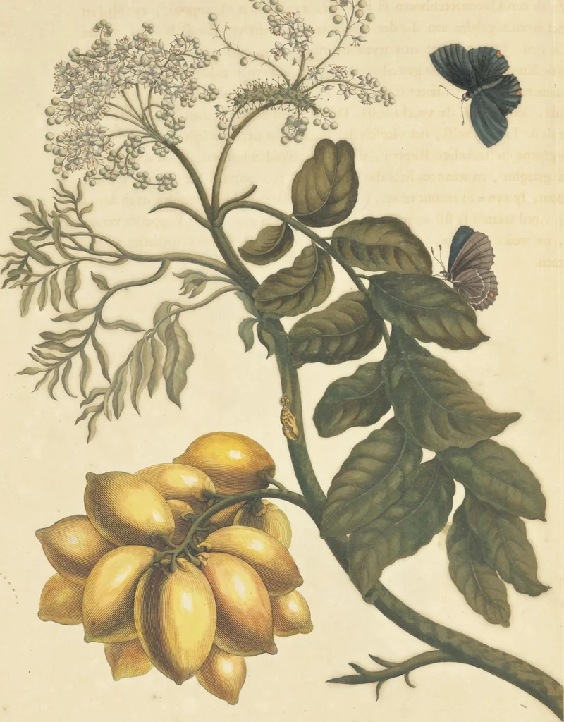 An illustration from Metamorphosis insectorum surinamensium. Ofte verandering der Surinaamsche insecten. Waar in de Surinaamsche rupsen en wormen met alle des zelfs veranderingen na het leven afgebeeld en beschreeven worden, zynde elk geplaast op die gewassen, bloemen en vruchten, daar sy op gevonden zyn; waar in ook de generatie der kikvorschen, wonderbaare padden, hagedissen, slangen, spinnen en mieren werden vertoond en beschreeven, alles in America na het leven en levensgroote geschildert en beschreeven, 1705, leaf 48