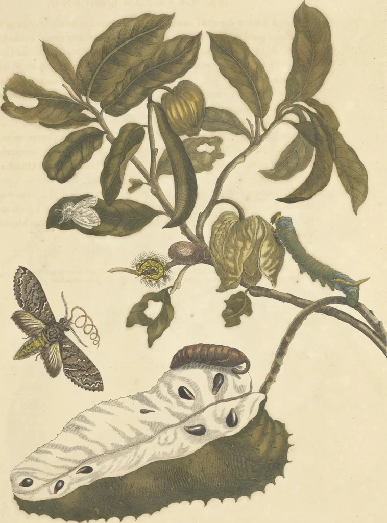 An illustration from Metamorphosis insectorum surinamensium. Ofte verandering der Surinaamsche insecten. Waar in de Surinaamsche rupsen en wormen met alle des zelfs veranderingen na het leven afgebeeld en beschreeven worden, zynde elk geplaast op die gewassen, bloemen en vruchten, daar sy op gevonden zyn; waar in ook de generatie der kikvorschen, wonderbaare padden, hagedissen, slangen, spinnen en mieren werden vertoond en beschreeven, alles in America na het leven en levensgroote geschildert en beschreeven, 1705, leaf 51