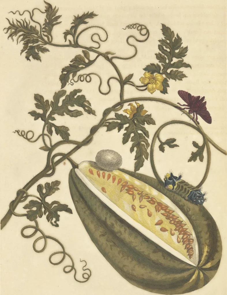 An illustration from Metamorphosis insectorum surinamensium. Ofte verandering der Surinaamsche insecten. Waar in de Surinaamsche rupsen en wormen met alle des zelfs veranderingen na het leven afgebeeld en beschreeven worden, zynde elk geplaast op die gewassen, bloemen en vruchten, daar sy op gevonden zyn; waar in ook de generatie der kikvorschen, wonderbaare padden, hagedissen, slangen, spinnen en mieren werden vertoond en beschreeven, alles in America na het leven en levensgroote geschildert en beschreeven, 1705, leaf 54
