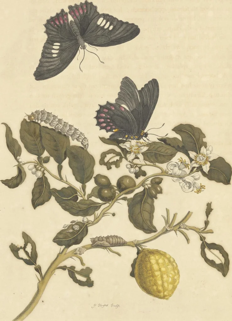 An illustration from Metamorphosis insectorum surinamensium. Ofte verandering der Surinaamsche insecten. Waar in de Surinaamsche rupsen en wormen met alle des zelfs veranderingen na het leven afgebeeld en beschreeven worden, zynde elk geplaast op die gewassen, bloemen en vruchten, daar sy op gevonden zyn; waar in ook de generatie der kikvorschen, wonderbaare padden, hagedissen, slangen, spinnen en mieren werden vertoond en beschreeven, alles in America na het leven en levensgroote geschildert en beschreeven, 1705, leaf 60