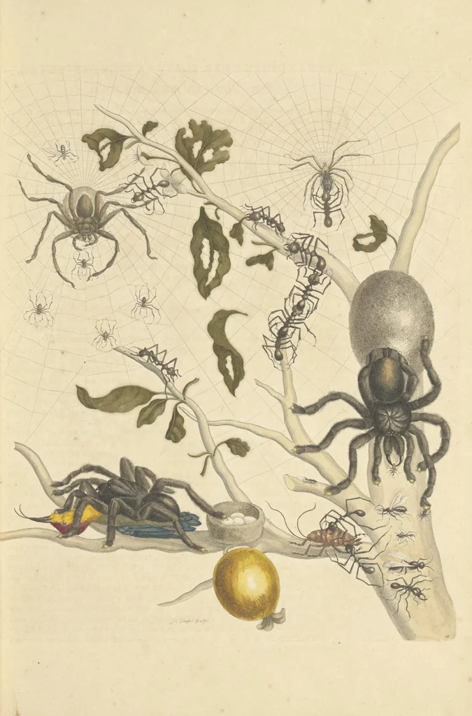 An illustration from Metamorphosis insectorum surinamensium. Ofte verandering der Surinaamsche insecten. Waar in de Surinaamsche rupsen en wormen met alle des zelfs veranderingen na het leven afgebeeld en beschreeven worden, zynde elk geplaast op die gewassen, bloemen en vruchten, daar sy op gevonden zyn; waar in ook de generatie der kikvorschen, wonderbaare padden, hagedissen, slangen, spinnen en mieren werden vertoond en beschreeven, alles in America na het leven en levensgroote geschildert en beschreeven, 1705, leaf 63