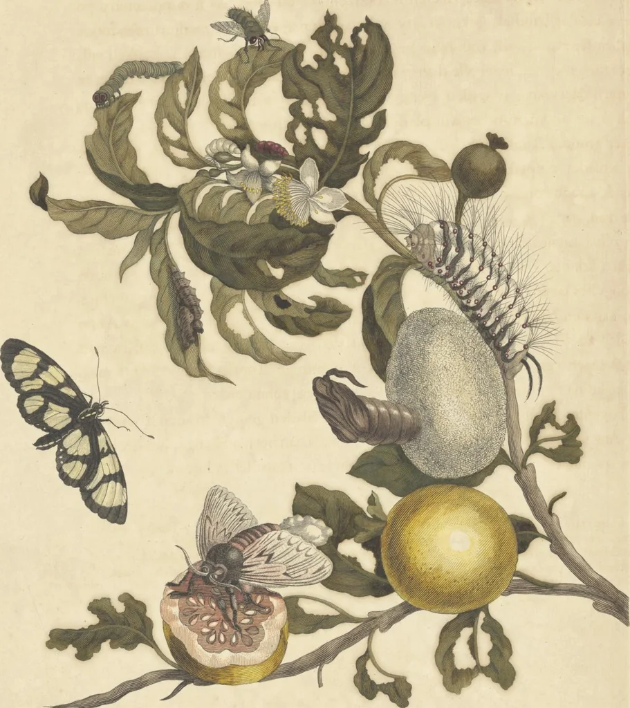 An illustration from Metamorphosis insectorum surinamensium. Ofte verandering der Surinaamsche insecten. Waar in de Surinaamsche rupsen en wormen met alle des zelfs veranderingen na het leven afgebeeld en beschreeven worden, zynde elk geplaast op die gewassen, bloemen en vruchten, daar sy op gevonden zyn; waar in ook de generatie der kikvorschen, wonderbaare padden, hagedissen, slangen, spinnen en mieren werden vertoond en beschreeven, alles in America na het leven en levensgroote geschildert en beschreeven, 1705, leaf 66