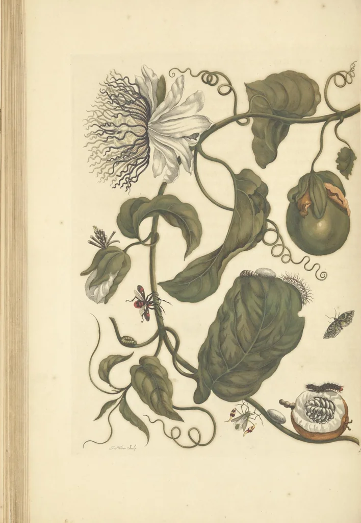An illustration from Metamorphosis insectorum surinamensium. Ofte verandering der Surinaamsche insecten. Waar in de Surinaamsche rupsen en wormen met alle des zelfs veranderingen na het leven afgebeeld en beschreeven worden, zynde elk geplaast op die gewassen, bloemen en vruchten, daar sy op gevonden zyn; waar in ook de generatie der kikvorschen, wonderbaare padden, hagedissen, slangen, spinnen en mieren werden vertoond en beschreeven, alles in America na het leven en levensgroote geschildert en beschreeven, 1705, leaf 72