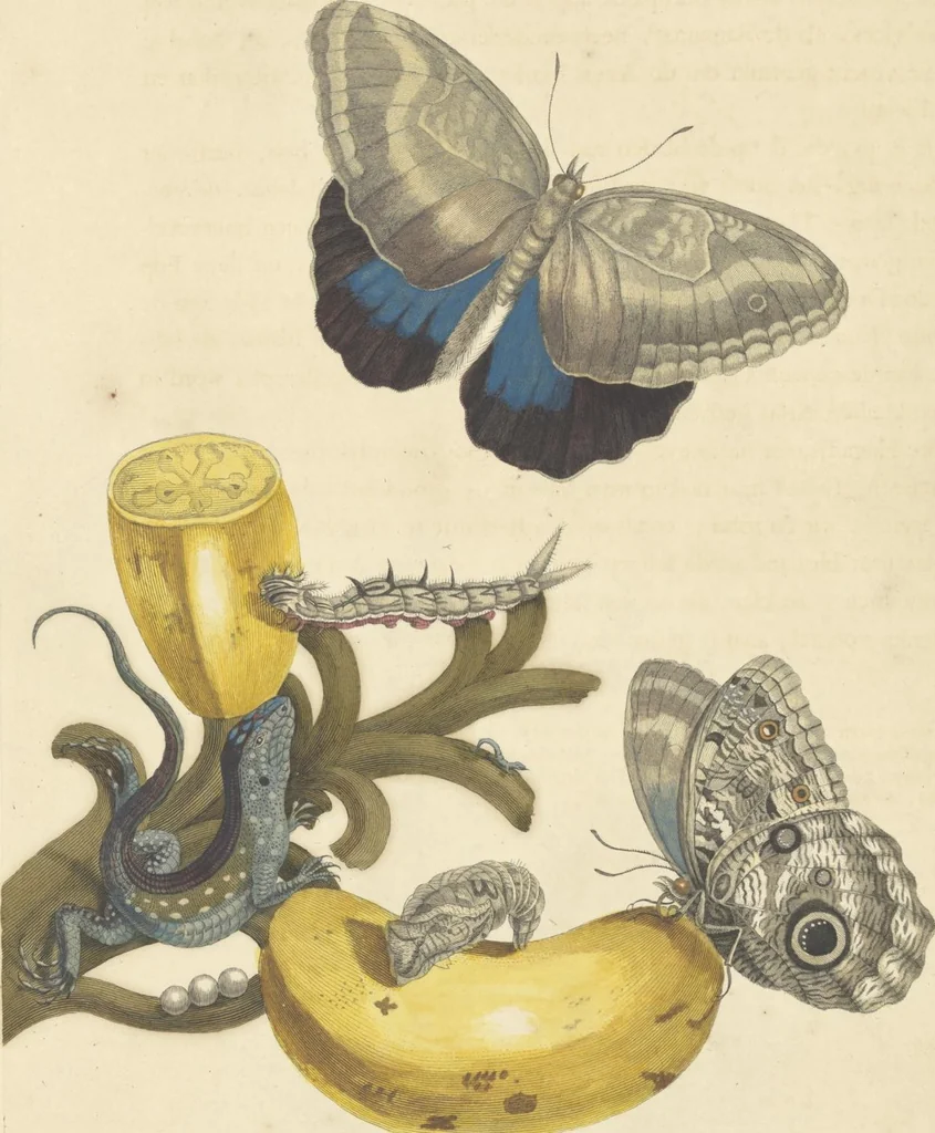 An illustration from Metamorphosis insectorum surinamensium. Ofte verandering der Surinaamsche insecten. Waar in de Surinaamsche rupsen en wormen met alle des zelfs veranderingen na het leven afgebeeld en beschreeven worden, zynde elk geplaast op die gewassen, bloemen en vruchten, daar sy op gevonden zyn; waar in ook de generatie der kikvorschen, wonderbaare padden, hagedissen, slangen, spinnen en mieren werden vertoond en beschreeven, alles in America na het leven en levensgroote geschildert en beschreeven, 1705, leaf 78