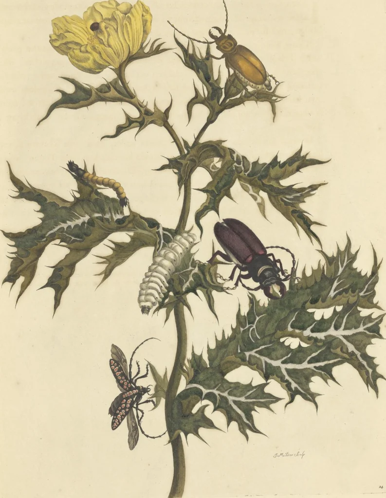 An illustration from Metamorphosis insectorum surinamensium. Ofte verandering der Surinaamsche insecten. Waar in de Surinaamsche rupsen en wormen met alle des zelfs veranderingen na het leven afgebeeld en beschreeven worden, zynde elk geplaast op die gewassen, bloemen en vruchten, daar sy op gevonden zyn; waar in ook de generatie der kikvorschen, wonderbaare padden, hagedissen, slangen, spinnen en mieren werden vertoond en beschreeven, alles in America na het leven en levensgroote geschildert en beschreeven, 1705, leaf 81