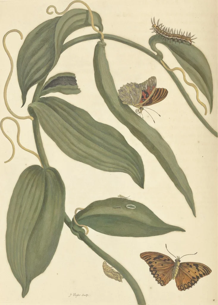 An illustration from Metamorphosis insectorum surinamensium. Ofte verandering der Surinaamsche insecten. Waar in de Surinaamsche rupsen en wormen met alle des zelfs veranderingen na het leven afgebeeld en beschreeven worden, zynde elk geplaast op die gewassen, bloemen en vruchten, daar sy op gevonden zyn; waar in ook de generatie der kikvorschen, wonderbaare padden, hagedissen, slangen, spinnen en mieren werden vertoond en beschreeven, alles in America na het leven en levensgroote geschildert en beschreeven, 1705, leaf 84