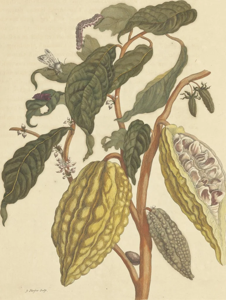An illustration from Metamorphosis insectorum surinamensium. Ofte verandering der Surinaamsche insecten. Waar in de Surinaamsche rupsen en wormen met alle des zelfs veranderingen na het leven afgebeeld en beschreeven worden, zynde elk geplaast op die gewassen, bloemen en vruchten, daar sy op gevonden zyn; waar in ook de generatie der kikvorschen, wonderbaare padden, hagedissen, slangen, spinnen en mieren werden vertoond en beschreeven, alles in America na het leven en levensgroote geschildert en beschreeven, 1705, leaf 87