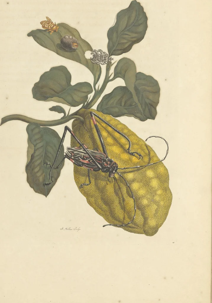 An illustration from Metamorphosis insectorum surinamensium. Ofte verandering der Surinaamsche insecten. Waar in de Surinaamsche rupsen en wormen met alle des zelfs veranderingen na het leven afgebeeld en beschreeven worden, zynde elk geplaast op die gewassen, bloemen en vruchten, daar sy op gevonden zyn; waar in ook de generatie der kikvorschen, wonderbaare padden, hagedissen, slangen, spinnen en mieren werden vertoond en beschreeven, alles in America na het leven en levensgroote geschildert en beschreeven, 1705, leaf 93