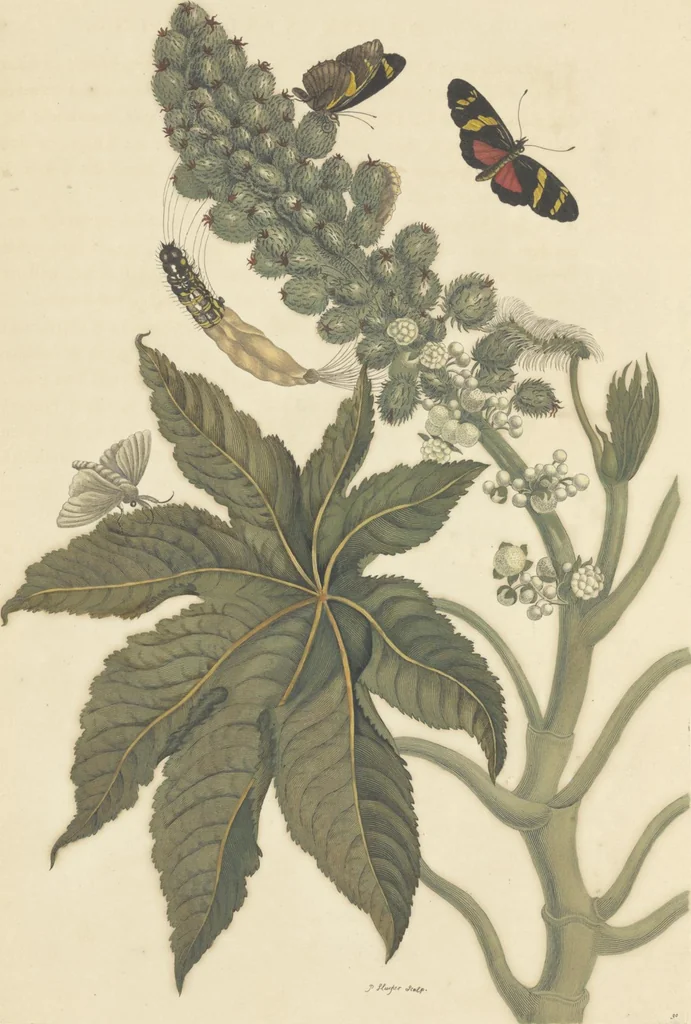 An illustration from Metamorphosis insectorum surinamensium. Ofte verandering der Surinaamsche insecten. Waar in de Surinaamsche rupsen en wormen met alle des zelfs veranderingen na het leven afgebeeld en beschreeven worden, zynde elk geplaast op die gewassen, bloemen en vruchten, daar sy op gevonden zyn; waar in ook de generatie der kikvorschen, wonderbaare padden, hagedissen, slangen, spinnen en mieren werden vertoond en beschreeven, alles in America na het leven en levensgroote geschildert en beschreeven, 1705, leaf 99