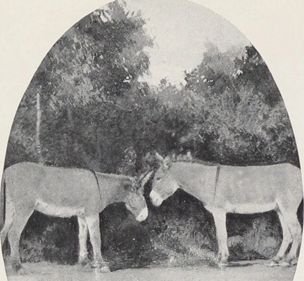 An illustration from Korrect shape shoes : spring and summer 1910 : carried in stock / Burt & Packard Co., 1910, leaf 18