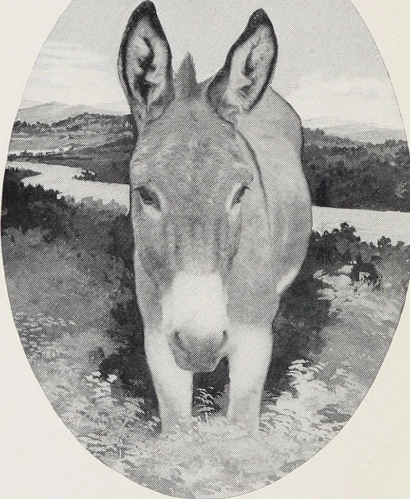 An illustration from Korrect shape shoes : spring and summer 1910 : carried in stock / Burt & Packard Co., 1910, leaf 18