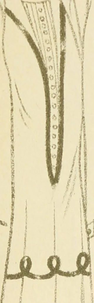 An illustration from Herbst & Winter, 1926, 1926, leaf 16