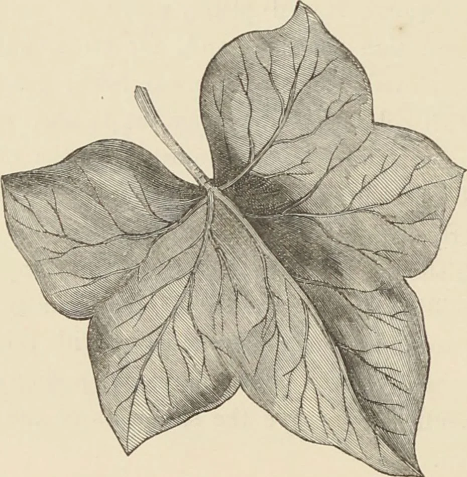 An illustration from Transparency painting on linen : for decorative purposes, panoramic and dioramic effects, ornamental blinds, &c. with instructions for the preparation of the linen, the combination and transfer of ornamental designs, combined surfaces, &c. / by W. Williams ; with illustrations by Charles Sibley, engraved by Dalziel, 1856, leaf 21