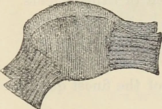An illustration from Illustrated catalogue of the Dr. Jaeger's Sanitary Woolen System Co. : sole importers and exclusive manufacturers of all goods constructed under and pertaining to the Sanitary System of Dr. Gustav Jaeger : wholesale, retail, warerooms, 1889, leaf 49