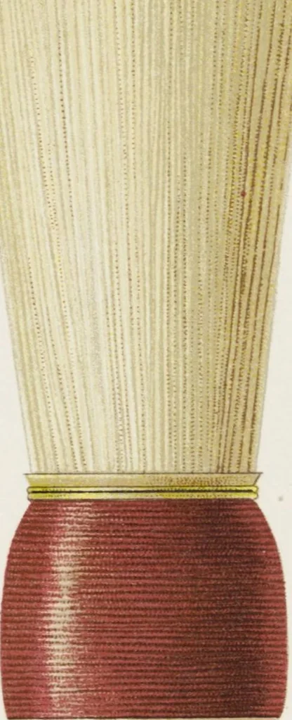 An illustration from Vereinigte Pinsel-Fabriken Nürnberg : Preis-Liste, 1904, leaf 133