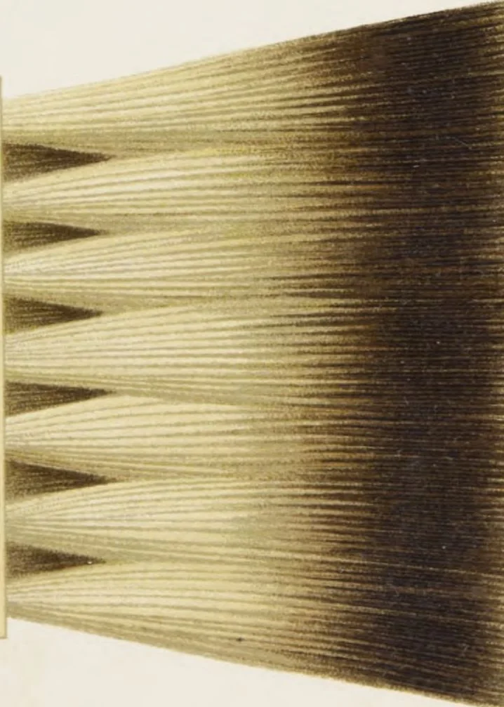 An illustration from Vereinigte Pinsel-Fabriken Nürnberg : Preis-Liste, 1904, leaf 77