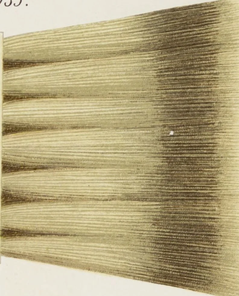 An illustration from Vereinigte Pinsel-Fabriken Nürnberg : Preis-Liste, 1904, leaf 78